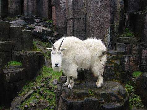 cute goat on a mountain